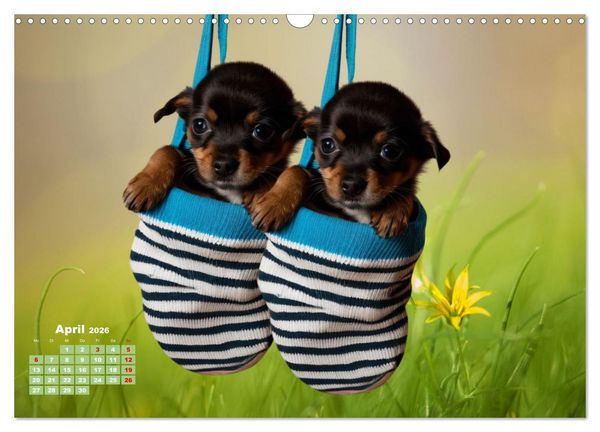Produktbild: Chihuahua - der mutige Winzling (Wandkalender 2026 DIN A3 quer), CALVENDO Monatskalender