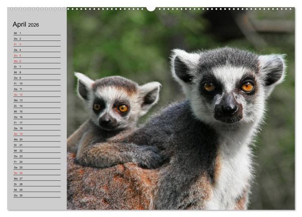Produktbild: Faszination Affen. Kobolde zum Verlieben (Wandkalender 2026 DIN A2 quer), CALVENDO Monatskalender