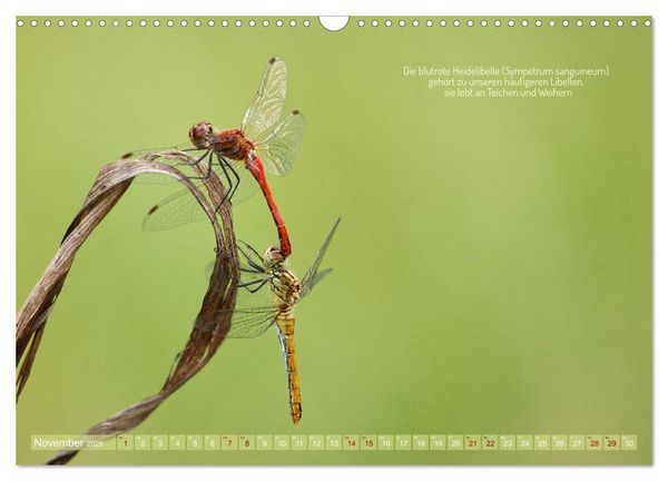 Produktbild: Frankens Insekten (Wandkalender 2026 DIN A3 quer), CALVENDO Monatskalender