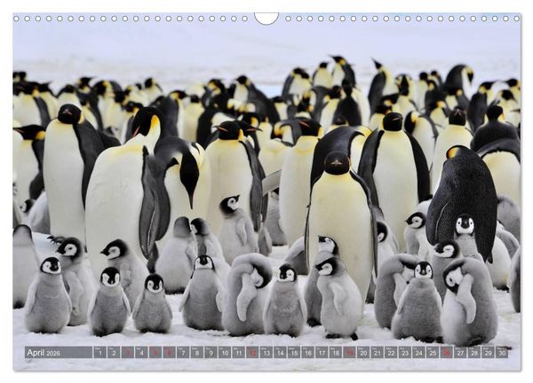 Produktbild: Penguins Unique and amazing birds (Wall Calendar 2026 DIN A3 landscape), CALVENDO 12 Month Wall Calendar
