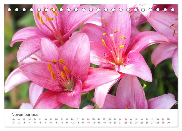 Produktbild: Feurige Lilien (Tischkalender 2026 DIN A5 quer), CALVENDO Monatskalender