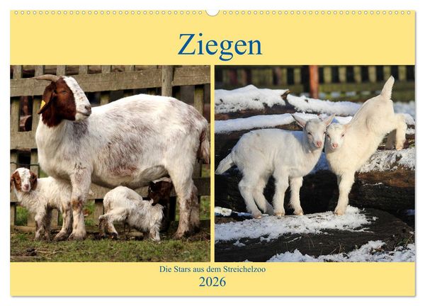 Ziegen - Die Stars aus dem Streichelzoo (Wandkalender 2026 DIN A2 quer), CALVENDO Monatskalender