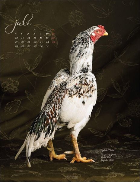 Produktbild: Pretty Chicks Kalender 2027