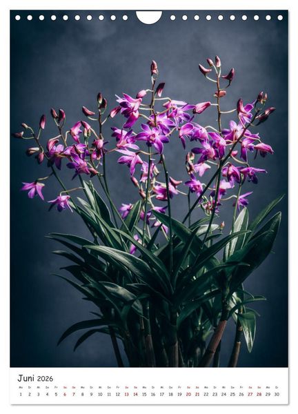 Produktbild: Orchideen Zauber (Wandkalender 2026 DIN A4 hoch), CALVENDO Monatskalender