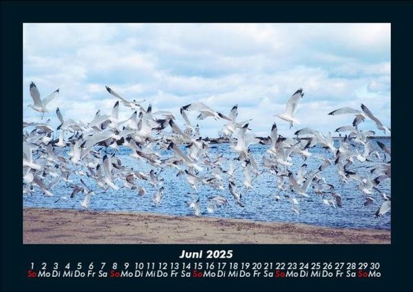 Produktbild: M&ouml;wen 2025 Fotokalender DIN A5