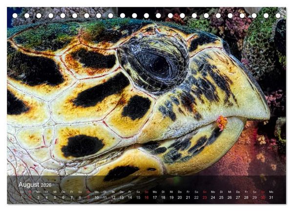 Produktbild: Schildkr&ouml;ten des Ozeans (Tischkalender 2026 DIN A5 quer), CALVENDO Monatskalender