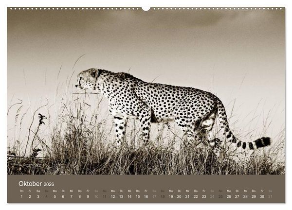Produktbild: Wildes Afrika (Wandkalender 2026 DIN A2 quer), CALVENDO Monatskalender