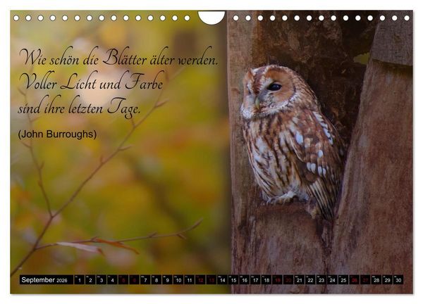 Produktbild: der Waldkauz - Strix Aluco (Wandkalender 2026 DIN A4 quer), CALVENDO Monatskalender