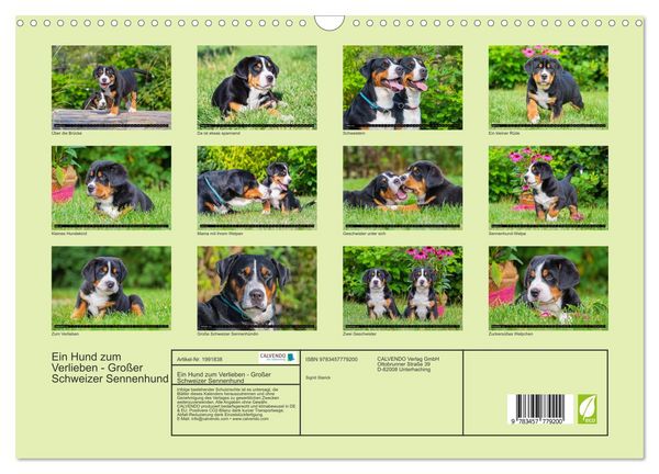 Produktbild: Ein Hund zum Verlieben - Gro&szlig;er Schweizer Sennenhund (Wandkalender 2026 DIN A3 quer), CALVENDO Monatskalender