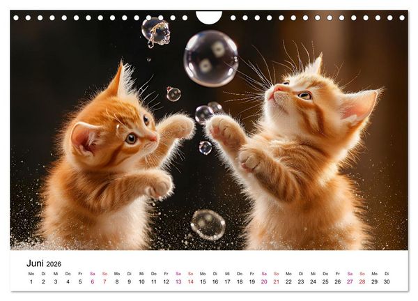 Produktbild: Katzenzauber - Samtpfoten im Jahreslauf (Wandkalender 2026 DIN A4 quer), CALVENDO Monatskalender