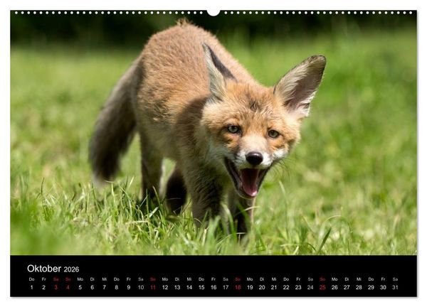 Produktbild: Wilde Heimat (hochwertiger Premium Wandkalender 2026 DIN A2 quer), Kunstdruck in Hochglanz