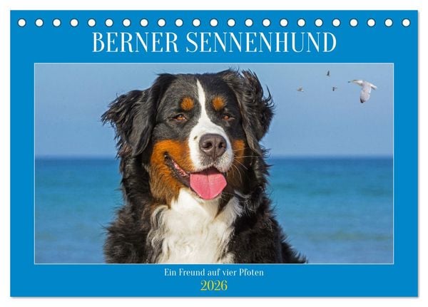 Produktbild: Berner Sennenhund - Ein Freund auf vier Pfoten (Tischkalender 2026 DIN A5 quer), CALVENDO Monatskalender