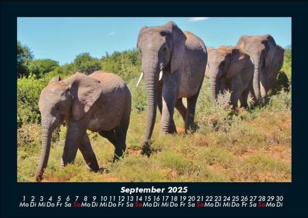 Produktbild: Elefanten 2025 Fotokalender DIN A5