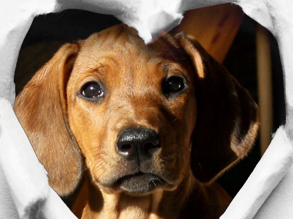 Produktbild: CALVENDO Puzzle Rhodesian Ridgeback - eine Liebe f&uuml;rs Leben - 1000 Teile Puzzle quer | 1000 Teile Lege-Gr&ouml;&szlig;e 64 &times; 48 cm Foto-Puzzle f&uuml;r gl&uuml;ckliche Stunden