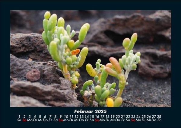 Produktbild: Blumentr&auml;ume 2025 Fotokalender DIN A5