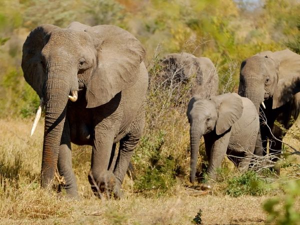 Produktbild: CALVENDO Puzzle Elefantenfamilie | 1000 Teile Lege-Gr&ouml;&szlig;e 64x48cm Foto-Puzzle f&uuml;r gl&uuml;ckliche Stunden