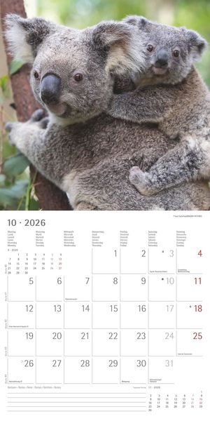 Produktbild: Koalas 2026 - Broschürenkalender 30x30 cm (30x60 geöffnet) - Kalender mit Platz für Notizen - koala bears - Bildkalender - Wandplaner - Bärenkalender