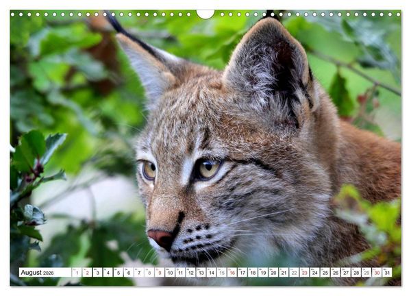Produktbild: Der Luchs - Der J&auml;ger auf leisen Pfoten (Wandkalender 2026 DIN A3 quer), CALVENDO Monatskalender