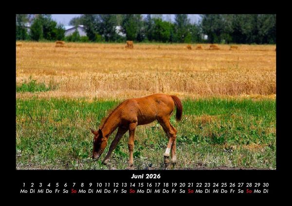 Produktbild: Pferdetraum 2026 Fotokalender DIN A3