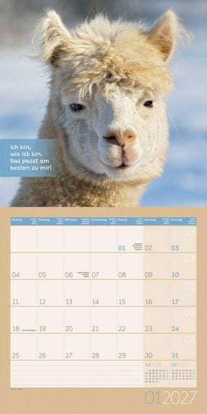 Produktbild: No Drama, Lama Kalender 2027 - 30x30 - Art12