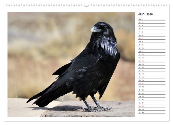 Produktbild: Gefiederte Freunde - Unsere heimischen Gartenv&ouml;gel (Wandkalender 2026 DIN A2 quer), CALVENDO Monatskalender