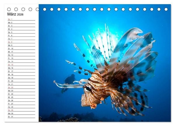 Produktbild: Tauchen - Abenteuer in Neptuns Wunderwelt (Tischkalender 2026 DIN A5 quer), CALVENDO Monatskalender