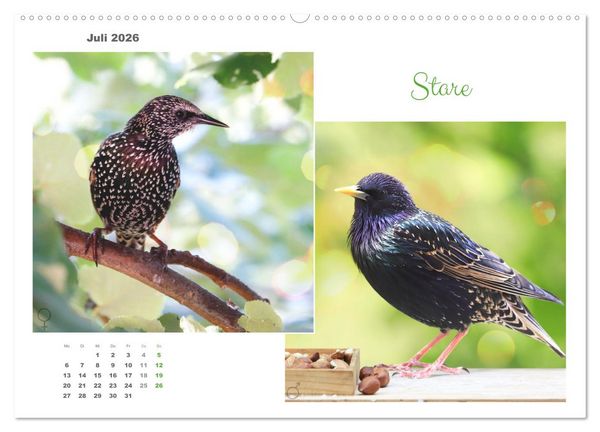 Produktbild: Vogel-P&auml;rchen (hochwertiger Premium Wandkalender 2026 DIN A2 quer), Kunstdruck in Hochglanz