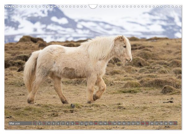 Produktbild: Islandpferde - Reise in ihre wilde Heimat (Wandkalender 2026 DIN A3 quer), CALVENDO Monatskalender