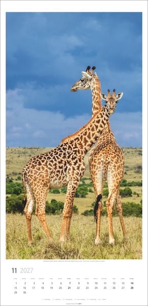 Produktbild: Giraffen Kalender 2027