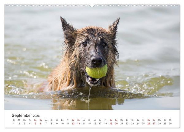Produktbild: Freunde auf vier Pfoten am Strand (Wandkalender 2026 DIN A2 quer), CALVENDO Monatskalender