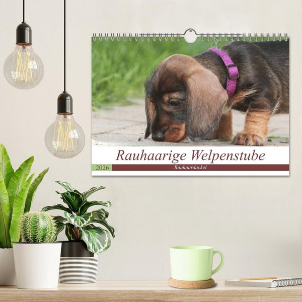 Produktbild: Rauhaarige Welpenstube (Wandkalender 2026 DIN A4 quer), CALVENDO Monatskalender
