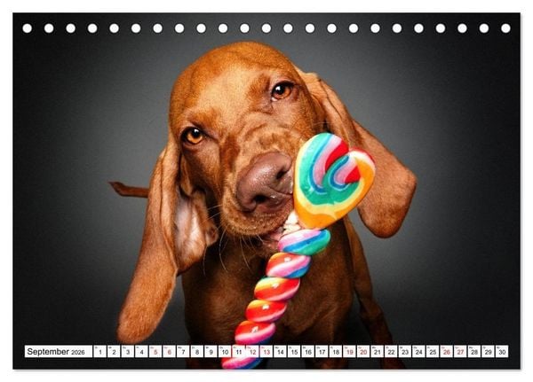 Produktbild: Hunde im Naschparadies (Tischkalender 2026 DIN A5 quer), CALVENDO Monatskalender