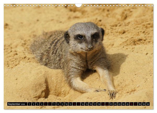 Produktbild: Lustige Erdm&auml;nnchen (Wandkalender 2026 DIN A3 quer), CALVENDO Monatskalender