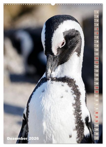 Produktbild: Safari hautnah - S&uuml;dliches und &ouml;stliches Afrika (Wandkalender 2026 DIN A2 hoch), CALVENDO Monatskalender
