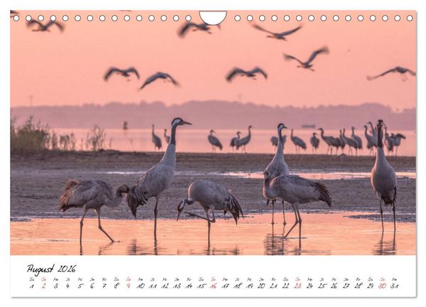 Produktbild: Kraniche am Schlafplatz - im Naturparadies der Mecklenburgischen Seenplatte (Wandkalender 2026 DIN A4 quer), CALVENDO Monatskalender