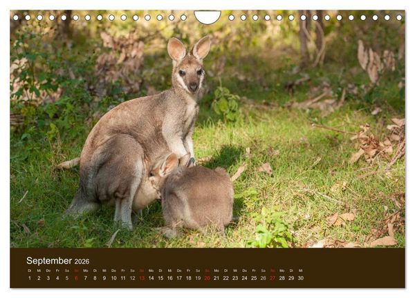 Produktbild: Beuteltiere Australiens (Wandkalender 2026 DIN A4 quer), CALVENDO Monatskalender