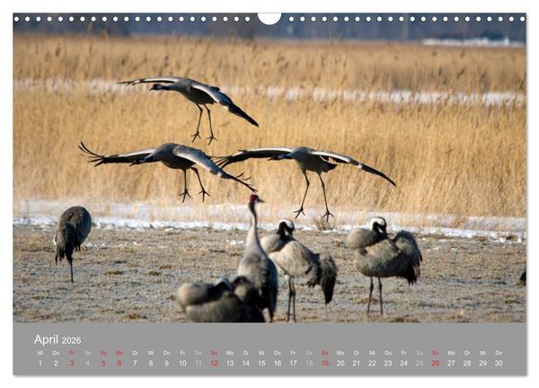 Produktbild: Kraniche in Vorpommern (Wandkalender 2026 DIN A3 quer), CALVENDO Monatskalender