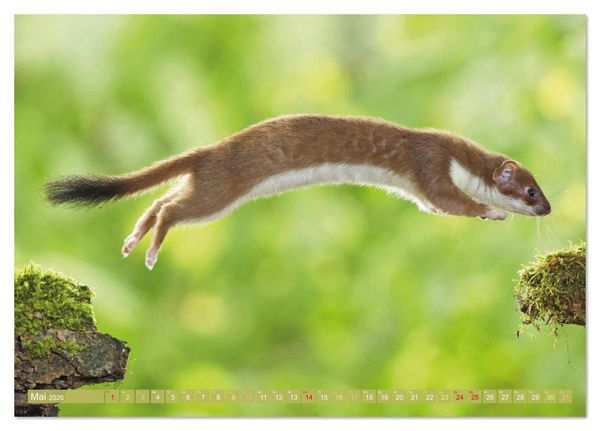 Produktbild: Wald-Kindergarten: Tierkinder im Wald (Tischkalender 2026 DIN A5 quer), CALVENDO Monatskalender