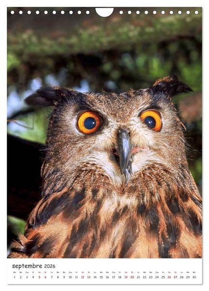 Produktbild: Une vie de hibou les oiseaux (Calendrier mural 2026 DIN A4 horizontal), CALVENDO calendrier mensuel
