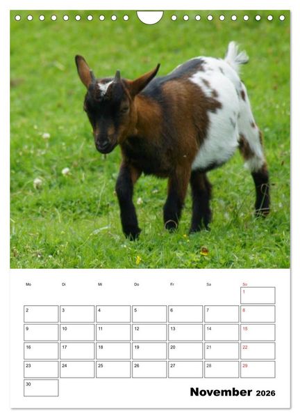 Produktbild: Ziegen Terminplaner (Wandkalender 2026 DIN A4 hoch), CALVENDO Monatskalender