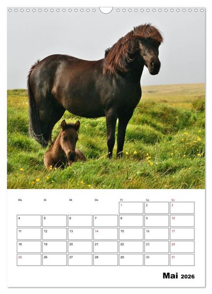 Produktbild: ISLANDPFERDE an der K&uuml;ste von Sn&aelig;fellsnes (Wandkalender 2026 DIN A3 hoch), CALVENDO Monatskalender