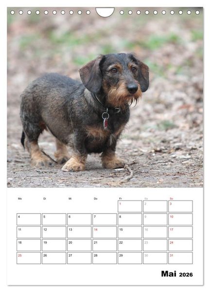Produktbild: Geliebte Rabauken - Rauhaardackel (Wandkalender 2026 DIN A4 hoch), CALVENDO Monatskalender