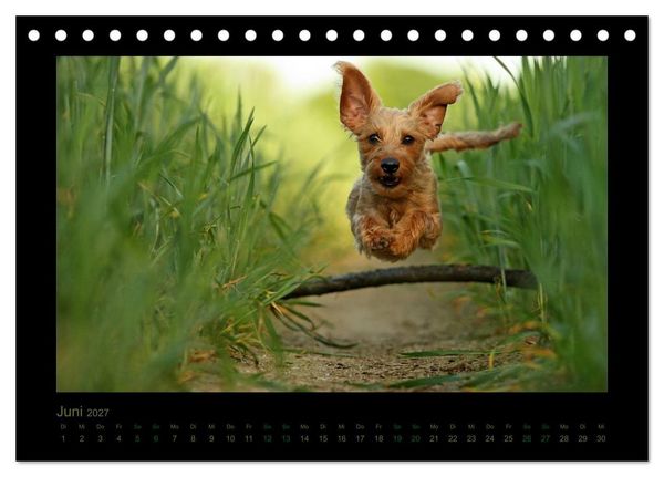 Produktbild: Elli Pirelli... aus dem Leben eines fr&ouml;hlichen Pinscher-Dackel-M&auml;dels (Tischkalender 2027 DIN A5 quer), CALVENDO Monatskalender