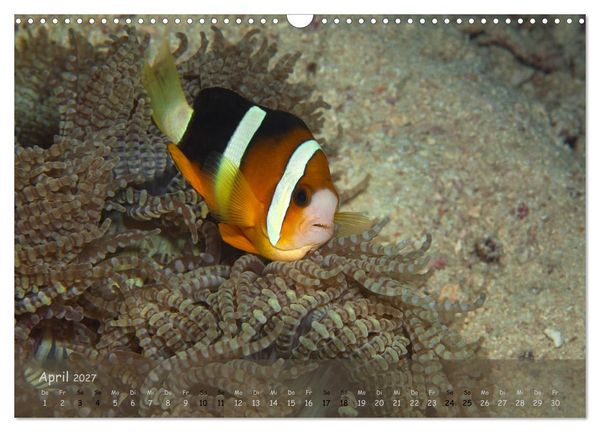 Produktbild: Anemonenfische - Streitbare Gesellen (Wandkalender 2027 DIN A3 quer), CALVENDO Monatskalender