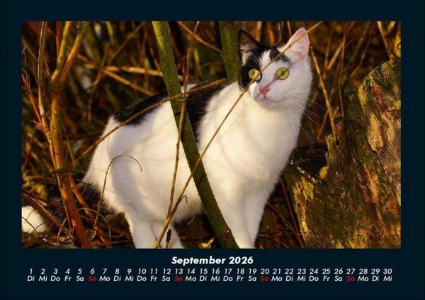 Produktbild: F&uuml;r Katzenfreunde 2026 Fotokalender DIN A4