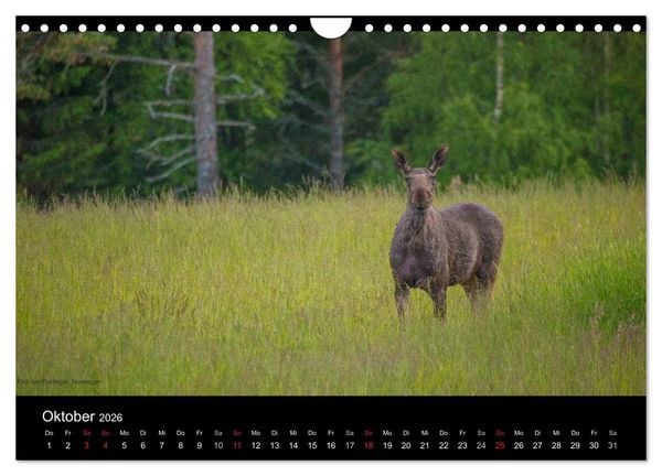 Produktbild: Naturwucht Skandinavien (Wandkalender 2026 DIN A4 quer), CALVENDO Monatskalender