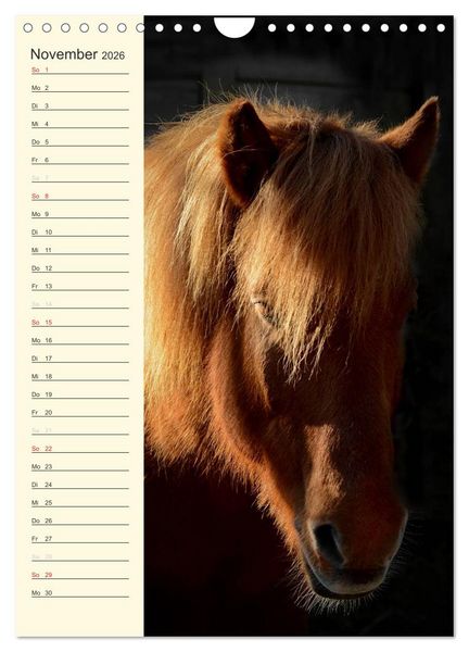 Produktbild: Islandpferde Geburtstagskalender (Wandkalender 2026 DIN A4 hoch), CALVENDO Monatskalender