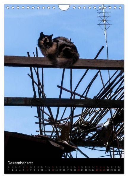Produktbild: Katzen in Marokko (Wandkalender 2026 DIN A4 hoch), CALVENDO Monatskalender