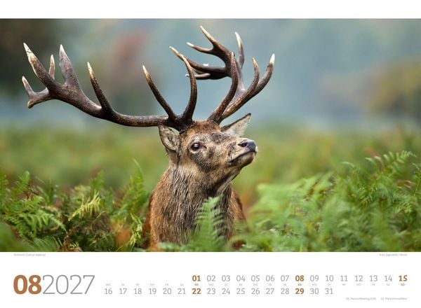 Produktbild: Tierwelt Wald Kalender 2027