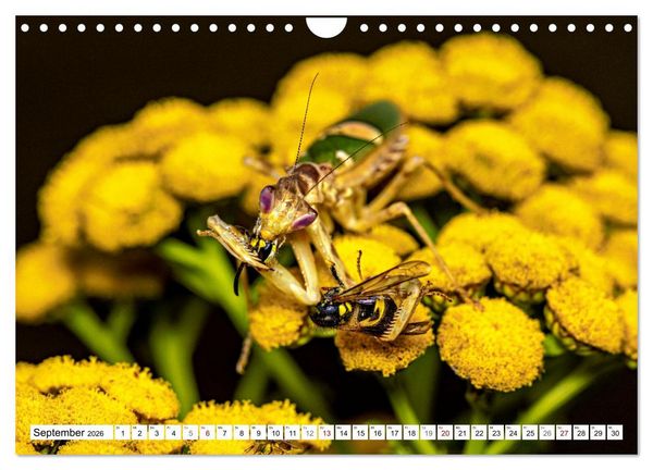 Produktbild: Im Bann der Mantis (Wandkalender 2026 DIN A4 quer), CALVENDO Monatskalender